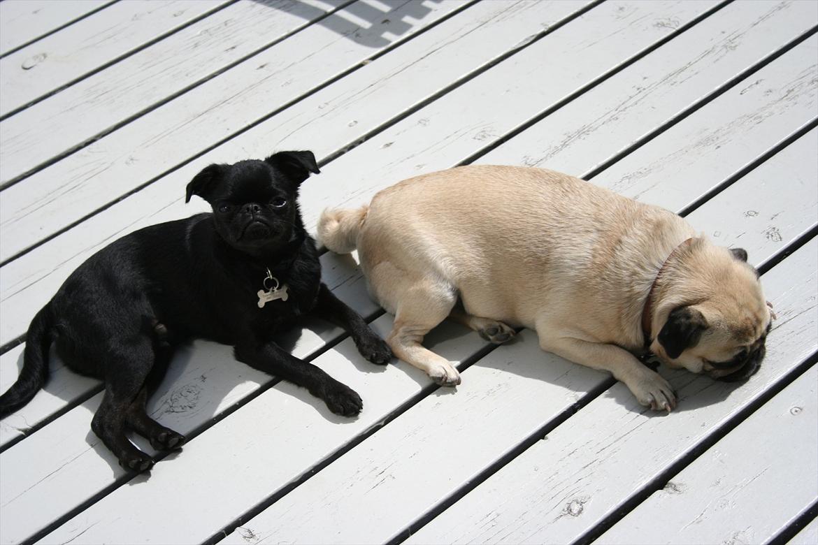 Griffon petit brabancon Paulus - Afslapning på en sommerdag på Samsø.. billede 15