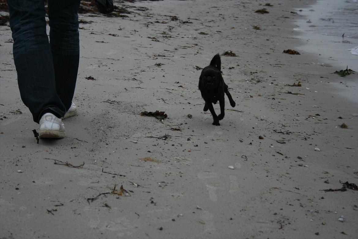 Griffon petit brabancon Paulus - I fuldeste fart.. billede 16