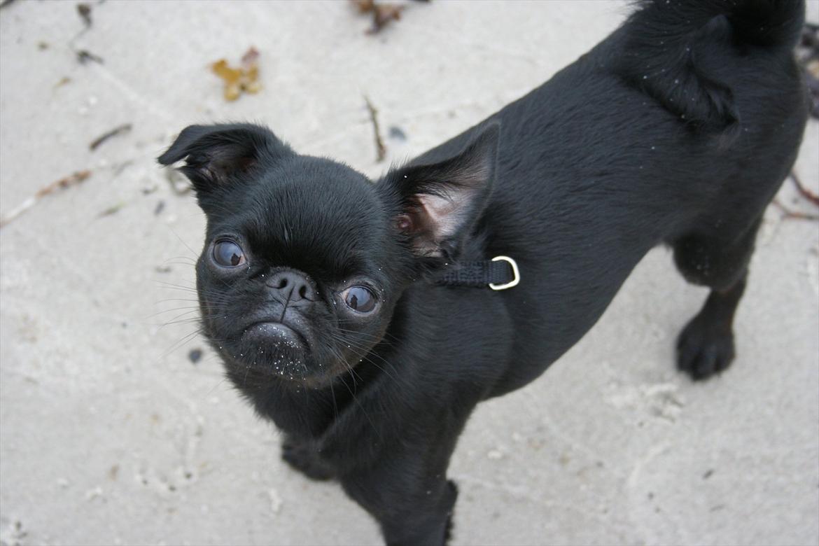 Griffon petit brabancon Paulus - "stranden er så hyggelig mor".. billede 17