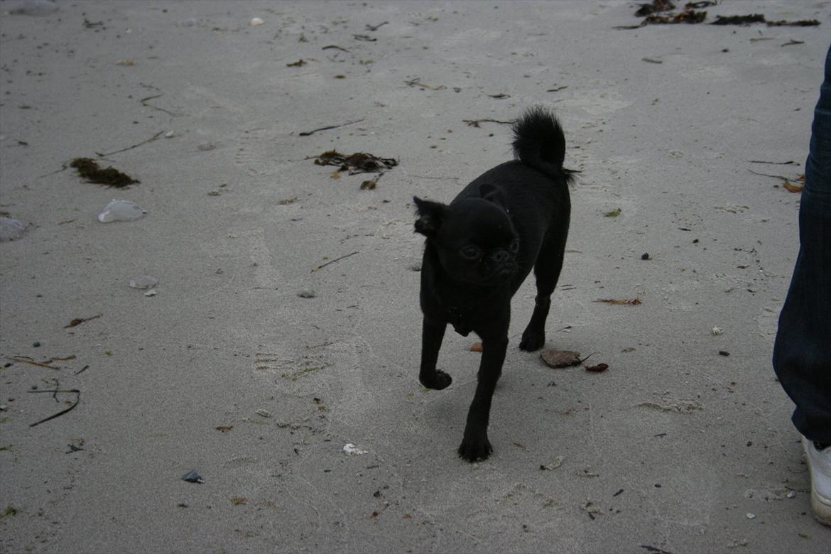 Griffon petit brabancon Paulus - Smukke hund.. billede 18