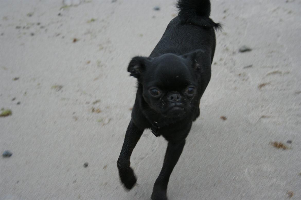 Griffon petit brabancon Paulus - Mmhh.. Sand.. det er så FEDT.. billede 19