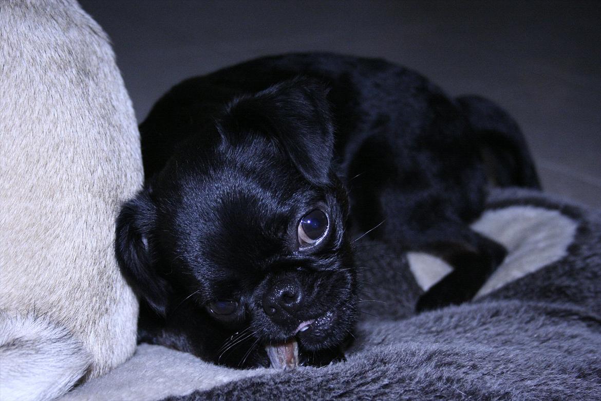 Griffon petit brabancon Paulus - Godt med en "cigar" efter en go lang tur ved stranden.. billede 20