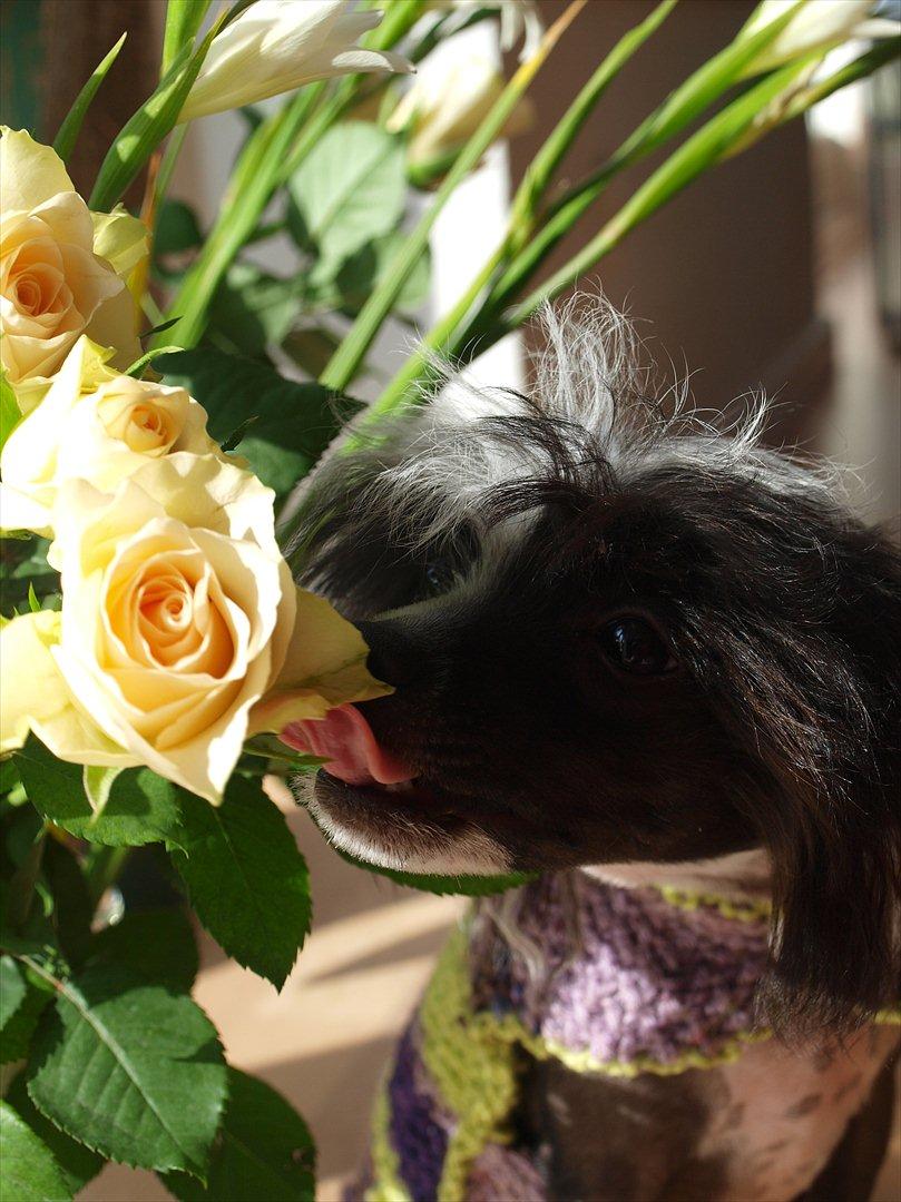 Chinese crested hårløs Misella´s Rex <3 billede 7