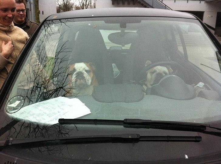 Engelsk bulldog Holger - Er'sujo - Bullerne i min venindes bil, de eeeelsker at køre i bil! Så de er selv hoppet ind og venter på at bilen kører :o) billede 20
