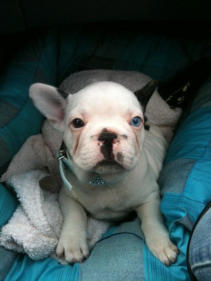 Fransk bulldog Timon billede 1