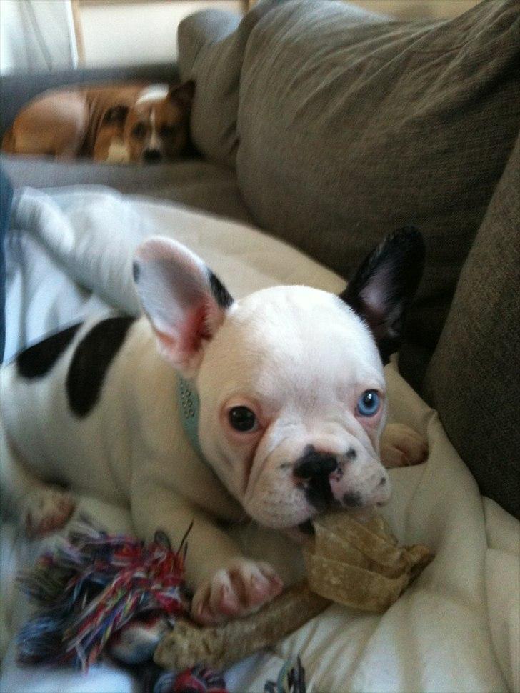 Fransk bulldog Timon billede 2