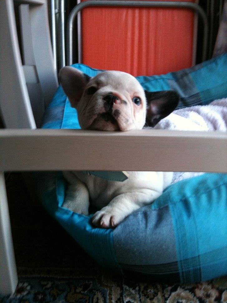 Fransk bulldog Timon billede 5