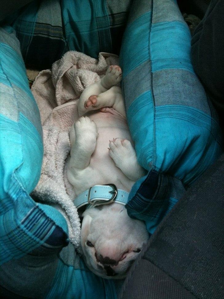 Fransk bulldog Timon billede 3