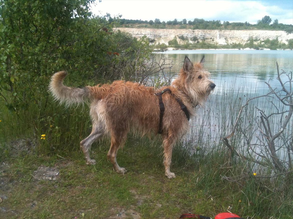 Picard Sallie billede 2