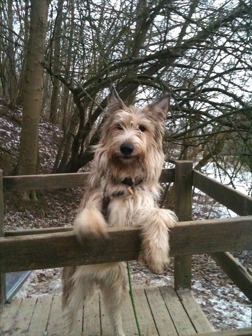 Picard Sallie billede 3