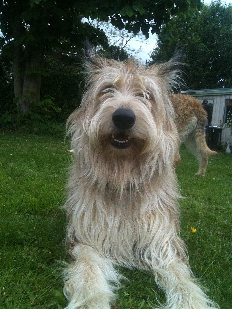 Picard Sallie billede 4