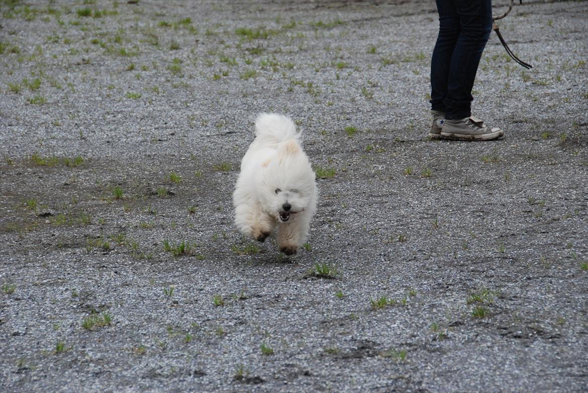 Coton de tulear Vicky - Jeg flyver! billede 16