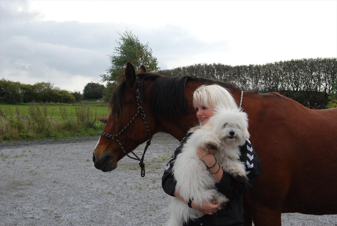 Coton de tulear Vicky - Chateau, mig og Vicky - mine dejlige tøser :)! billede 17