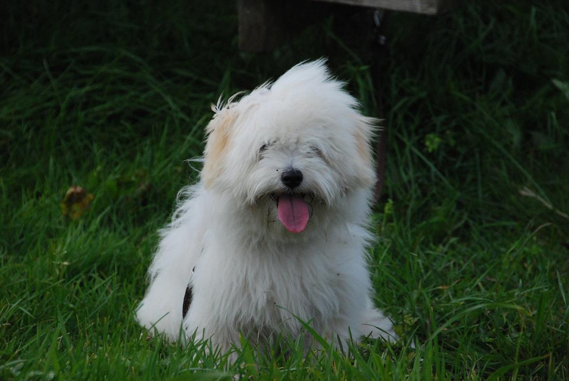 Coton de tulear Vicky billede 18