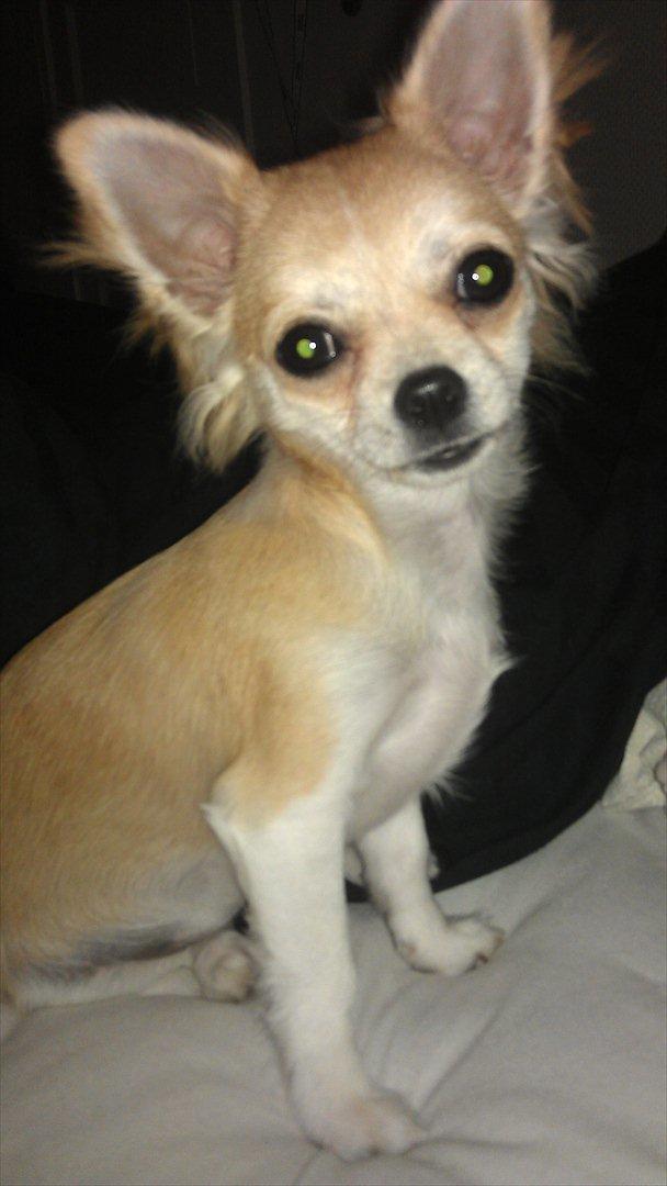 Chihuahua *Chihuanas hailie jade* (Fiona) billede 8