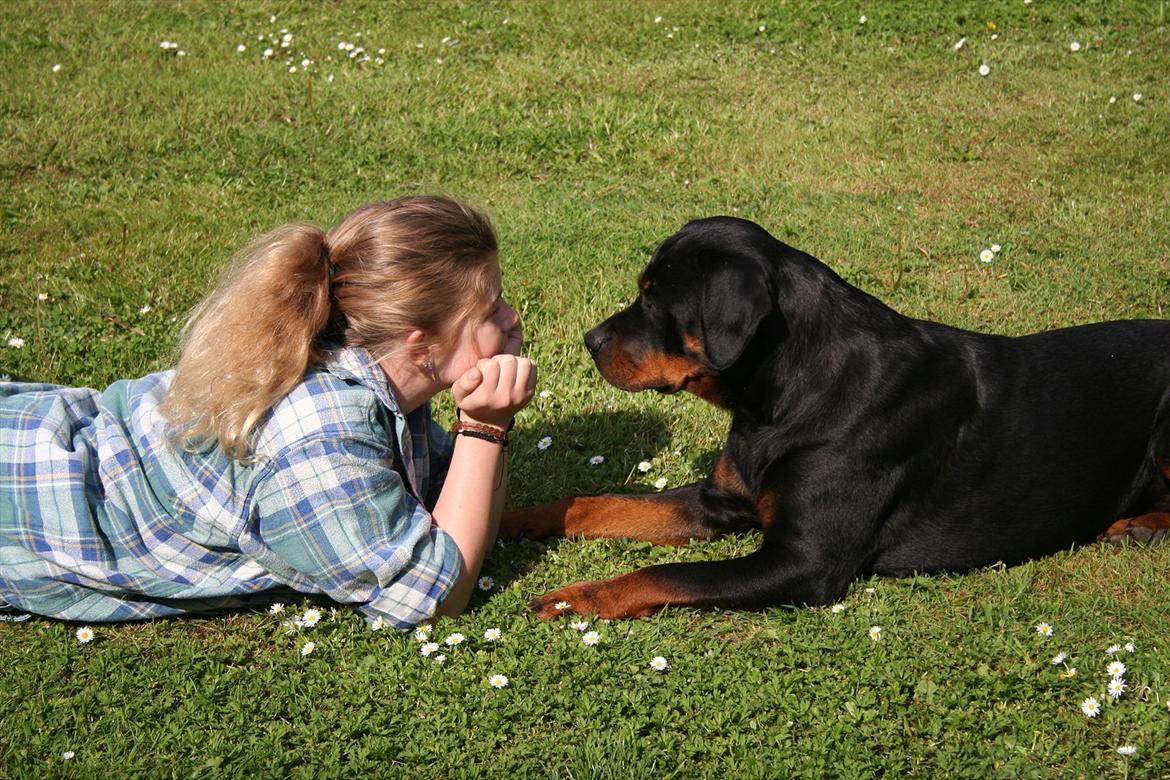 Rottweiler Luna billede 8