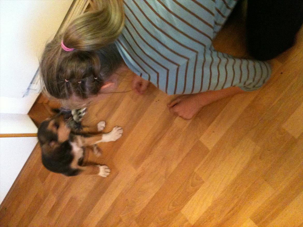 Blanding af racer Anouk - Emma og Anouk "trækker tov" :D billede 9