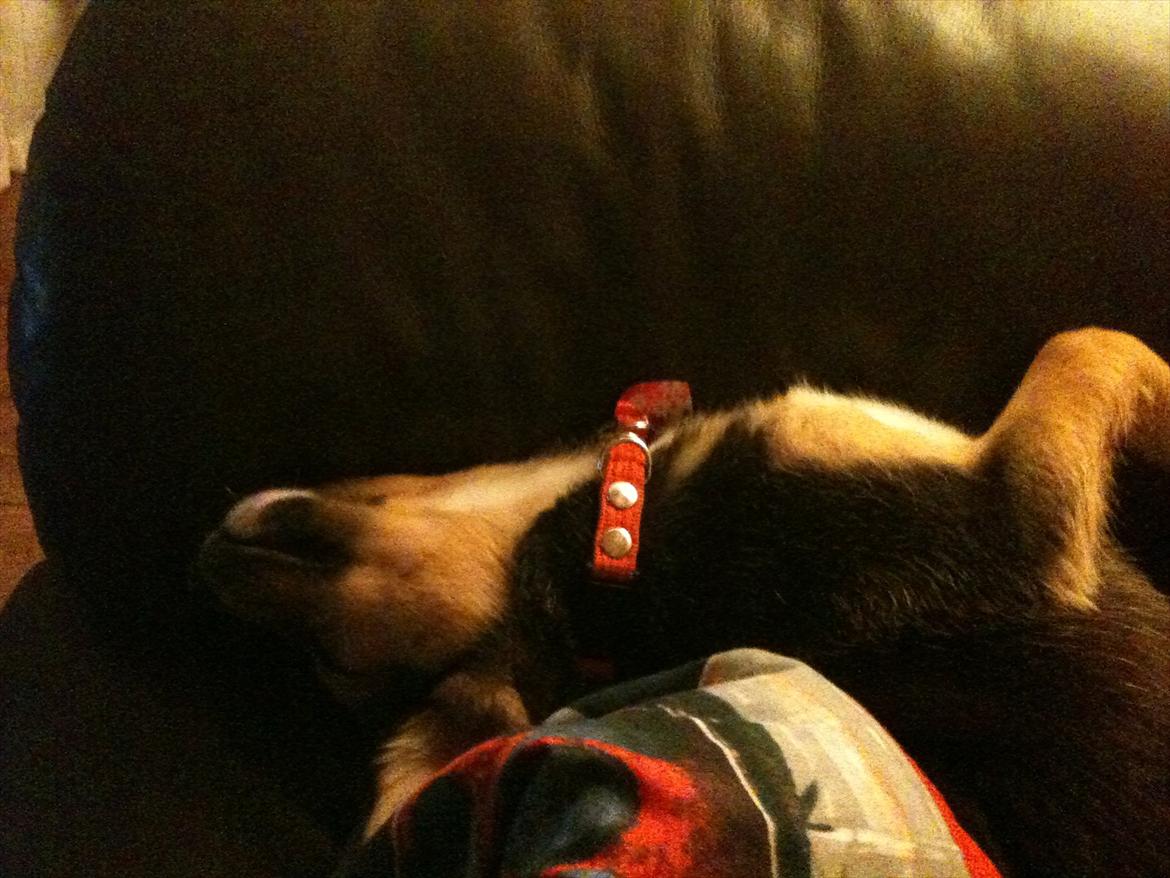 Blanding af racer Anouk - Dybt godnat - ufatteligt hun kan sove sån... ;) billede 11