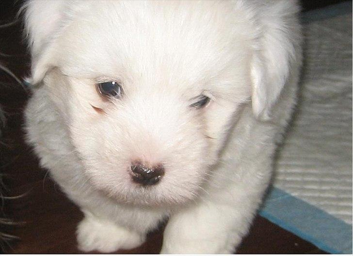 Coton de tulear Chico - Chico ca. 6 uger gammel billede 1