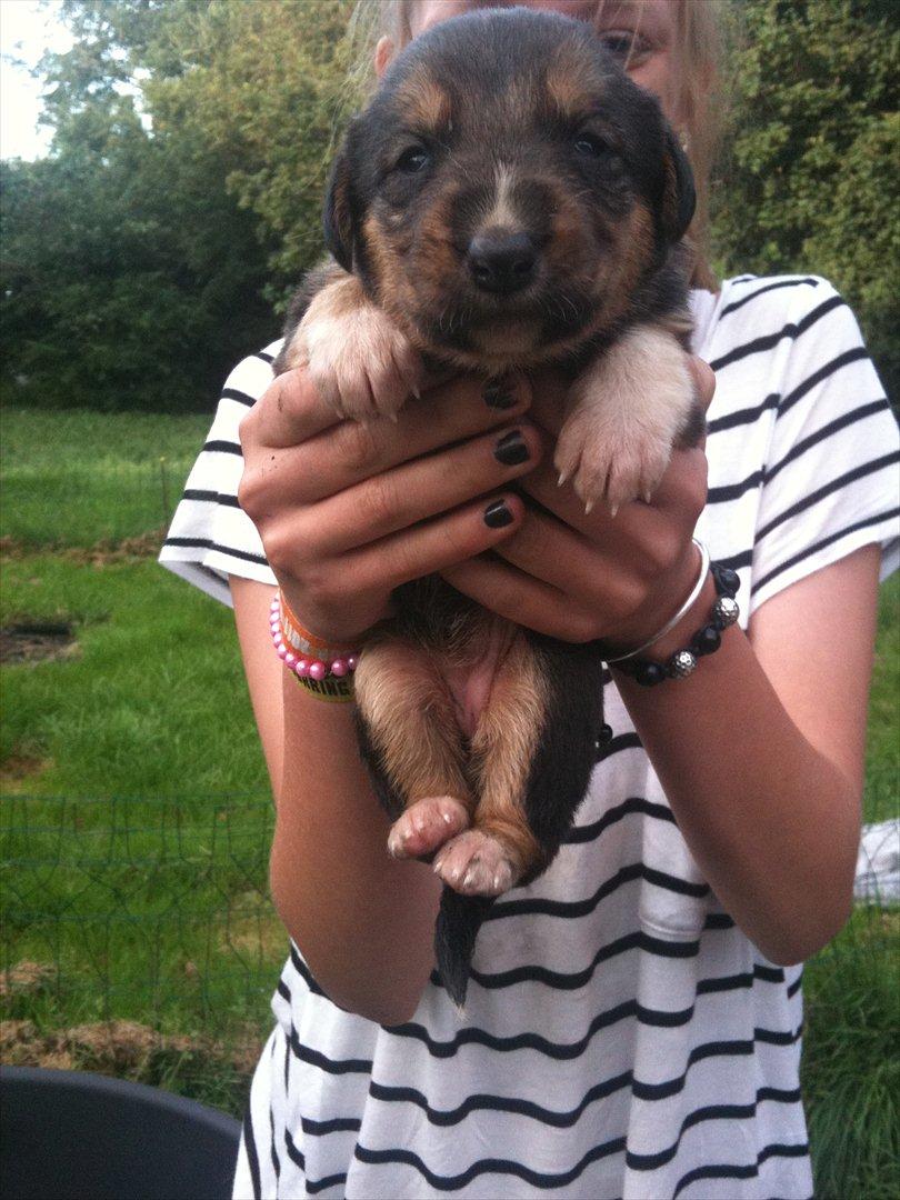 Blanding af racer Anouk - Anouk 3 uger billede 2