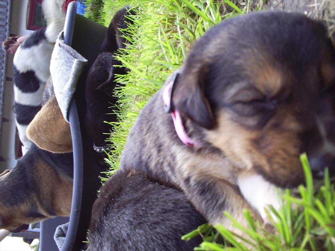 Blanding af racer Anouk - 4 uger gammel... billede 4