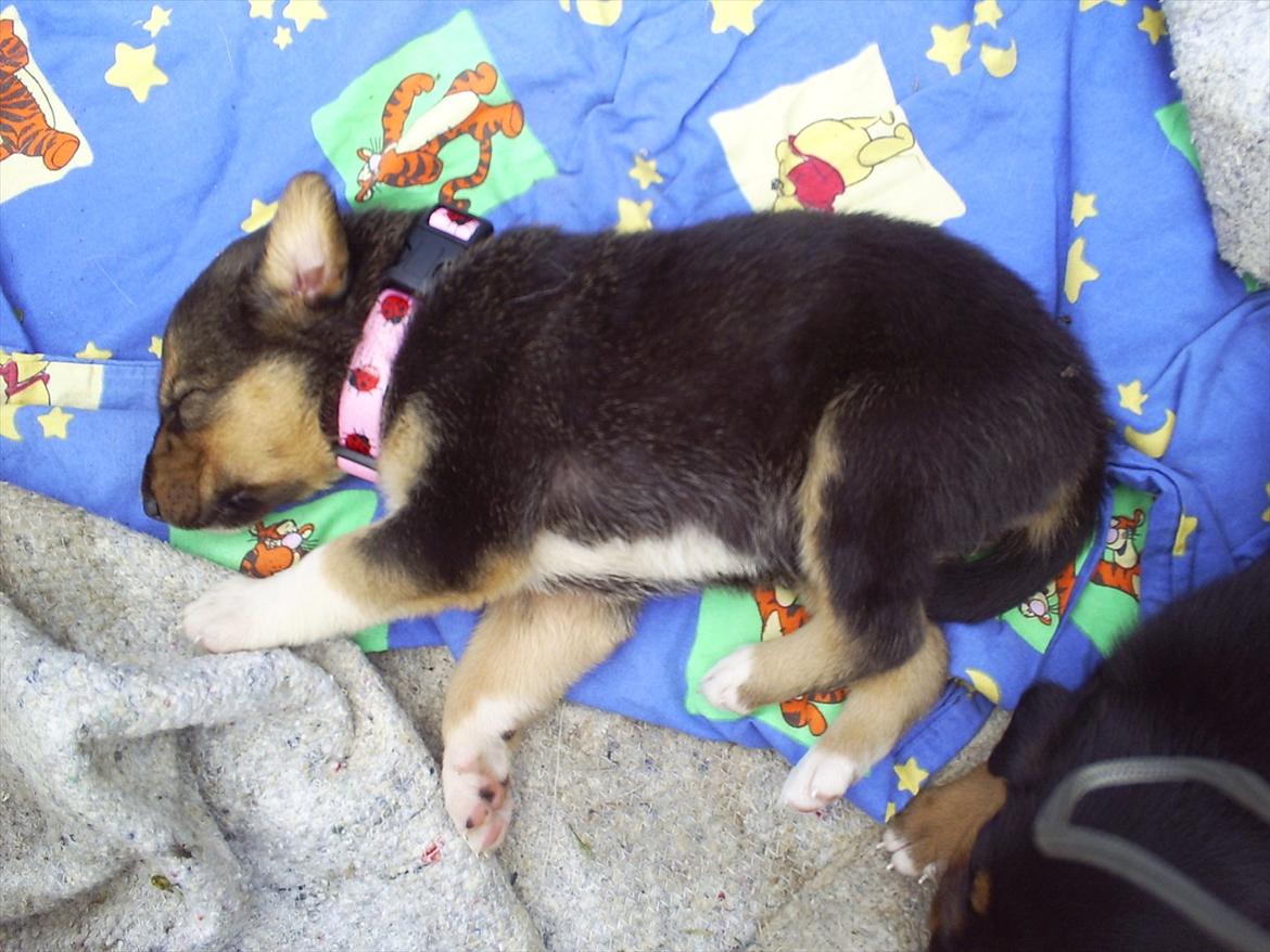 Blanding af racer Anouk - 4 uger gammel :) billede 3