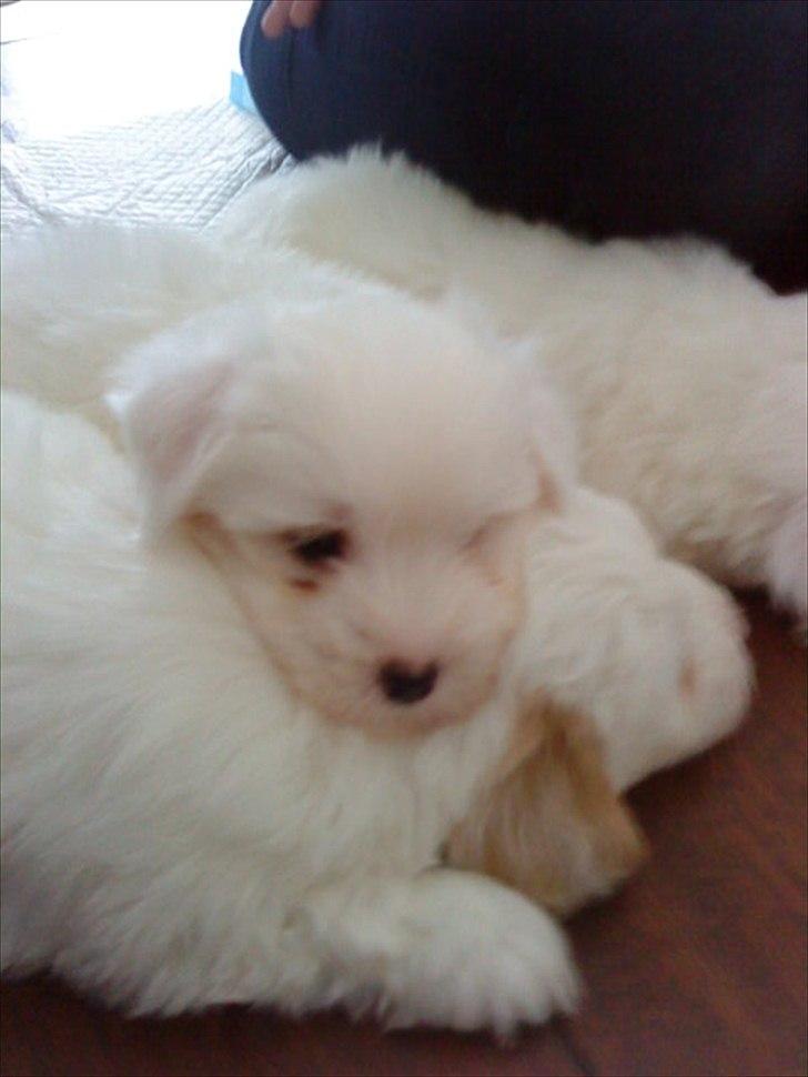 Coton de tulear Chico - Chico og hans søskende (som han har flere af). billede 2