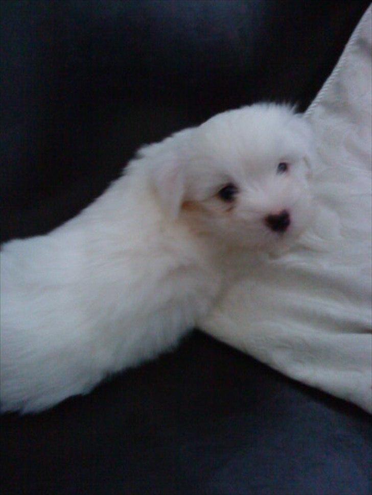 Coton de tulear Chico - Chico igen ca. 6 uger gammel ;) billede 3