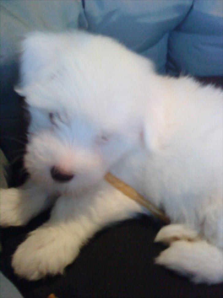 Coton de tulear Chico - Dagen efter vi fik Chico ca. 8 uger gammel ;) billede 4