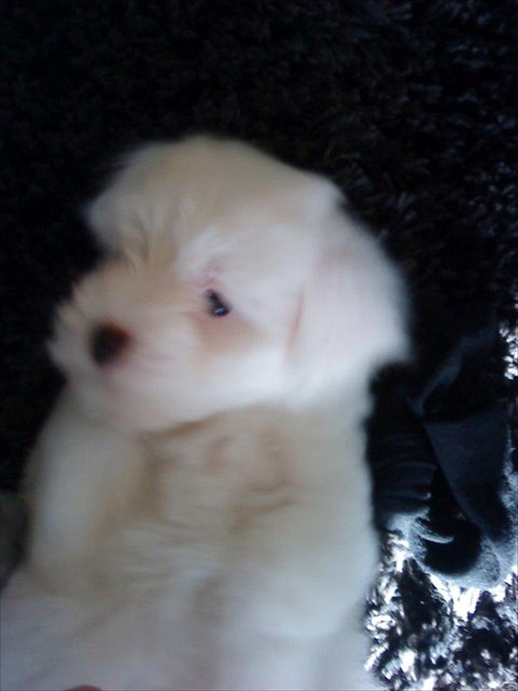 Coton de tulear Chico - Uhh det er dejligt at slappe af ;) billede 5