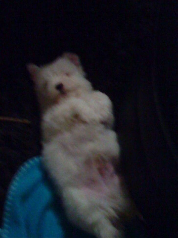 Coton de tulear Chico billede 6