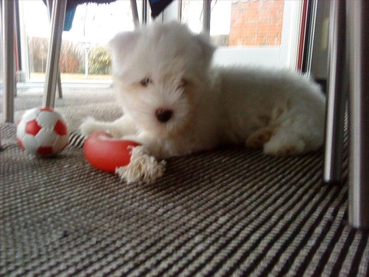 Coton de tulear Chico billede 7