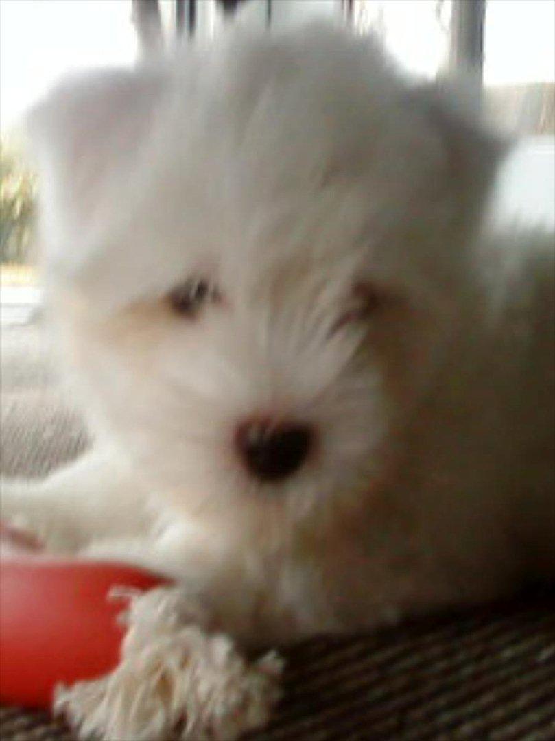 Coton de tulear Chico billede 8