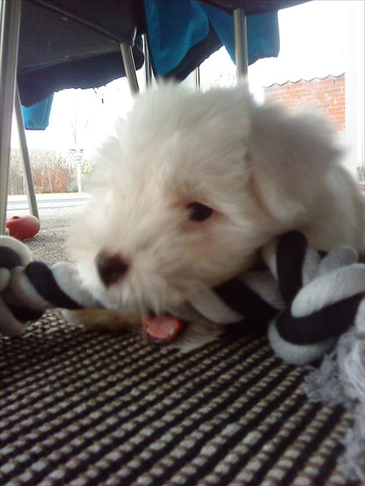 Coton de tulear Chico billede 9