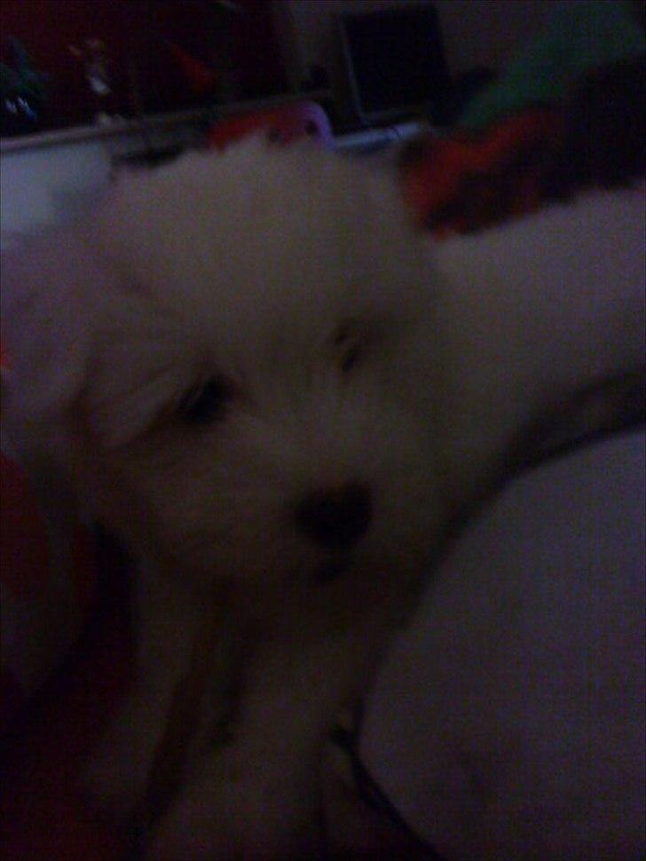 Coton de tulear Chico - Jeg elsker at gnaske i ben ;) billede 10