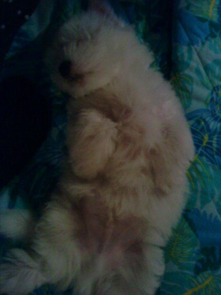Coton de tulear Chico - sleep time! :) billede 11