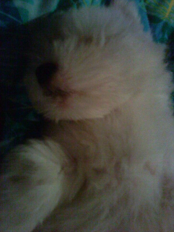 Coton de tulear Chico billede 12