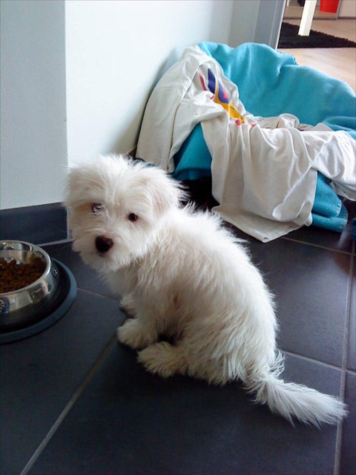 Coton de tulear Chico - Nu har jeg lige været i bad ;) billede 13
