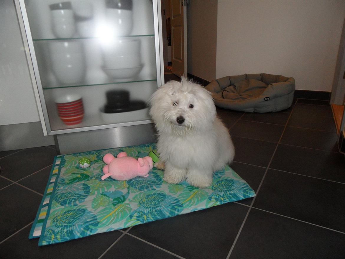 Coton de tulear Chico - Leger lige med min gris ;) billede 14