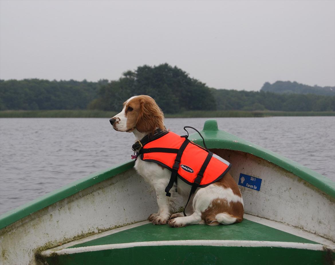 Blanding af racer Bubbi - En skøn tur på søen. billede 8
