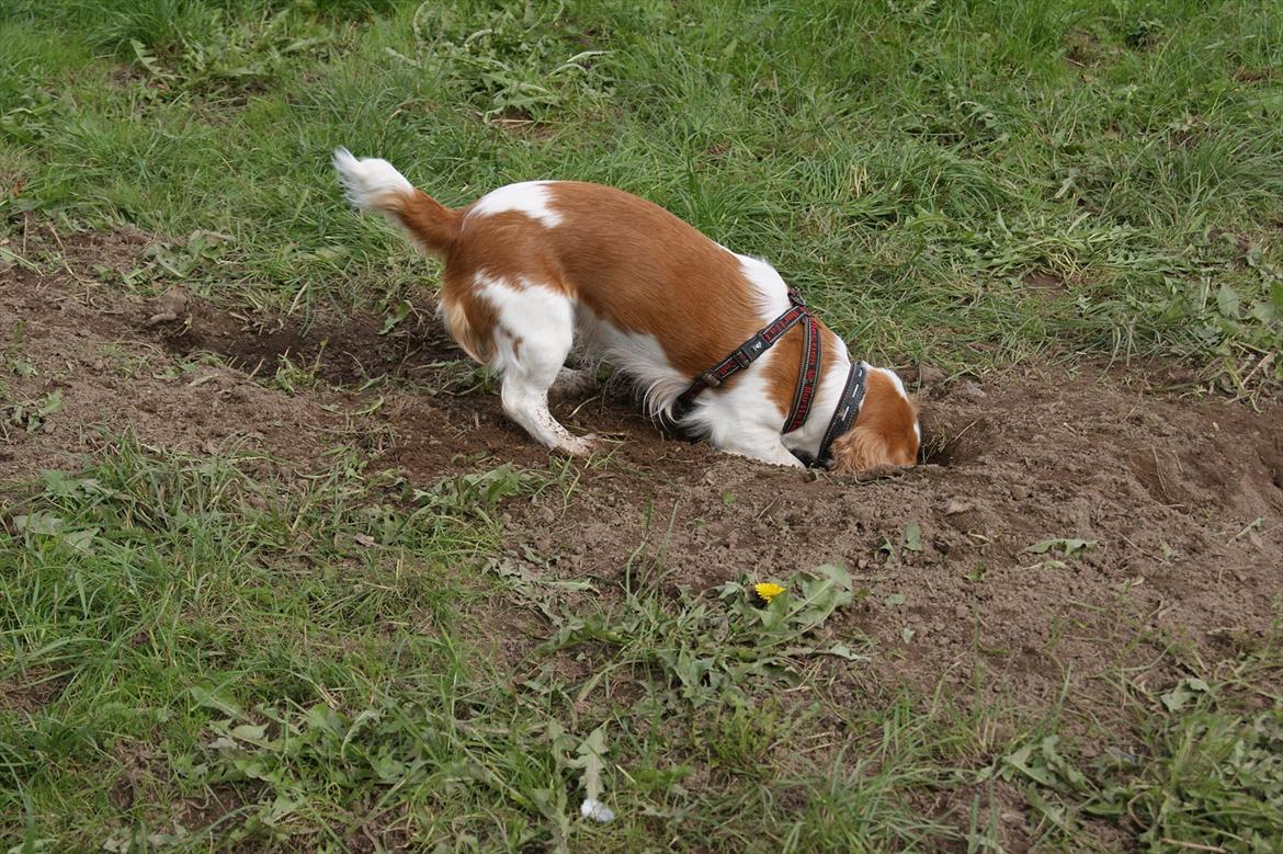 Blanding af racer Bubbi - Gad vide om der er en mus, i dette hul? billede 19
