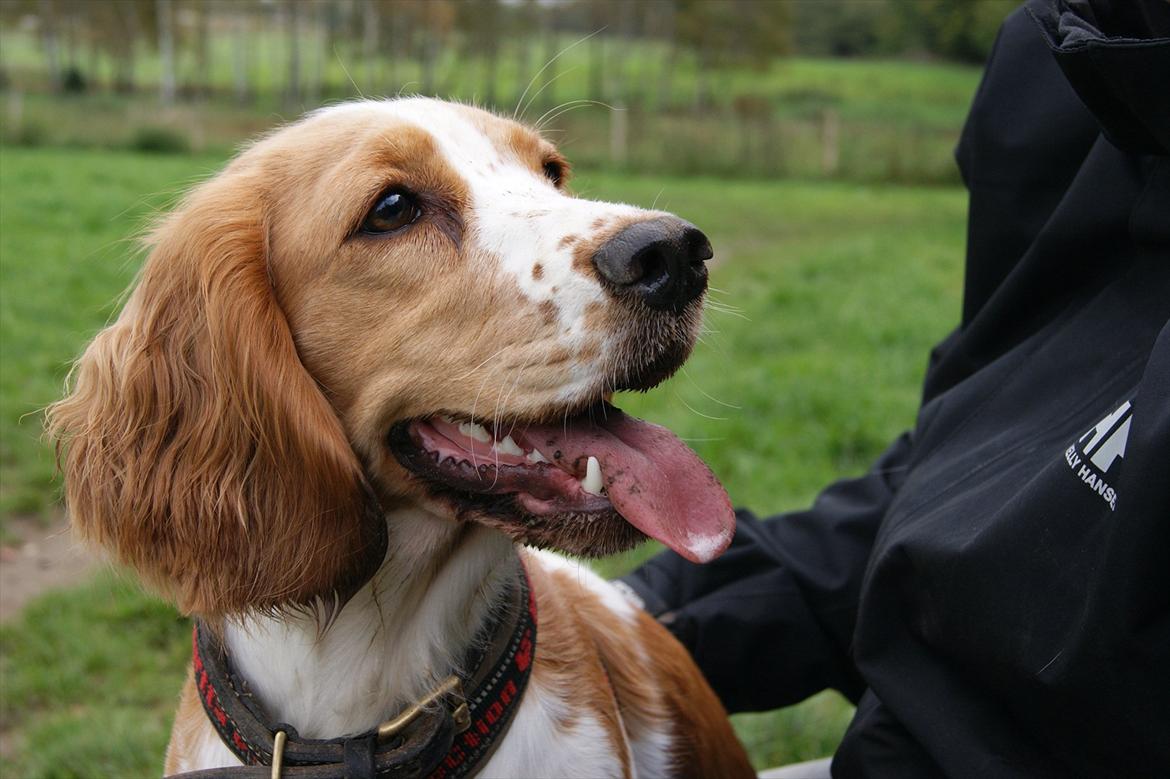 Blanding af racer Bubbi - Min mor siger at jeg er SÅ smuk :-) billede 11