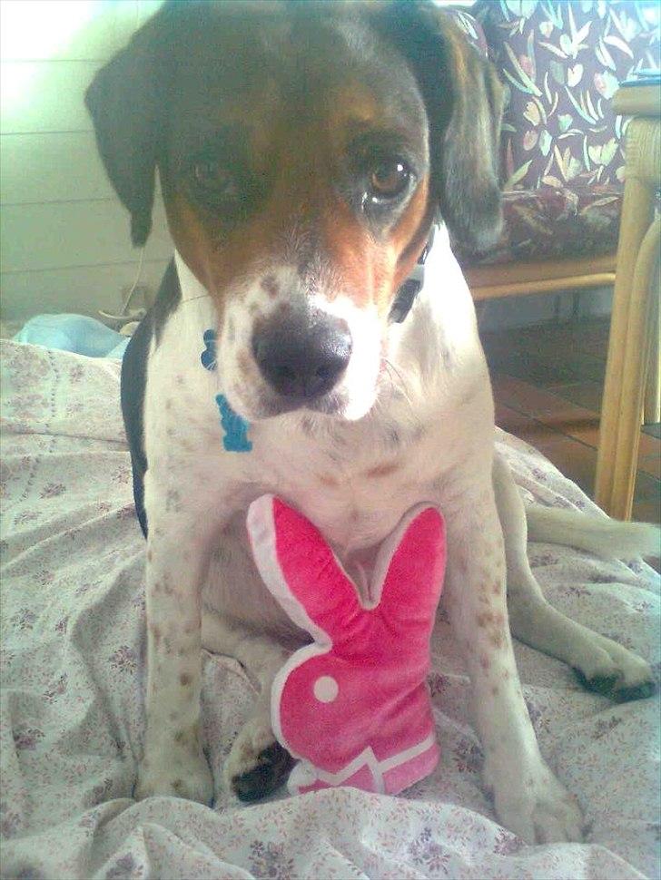 Blanding af racer Buller <3 <3 <3 :D - Min playboy billede 10