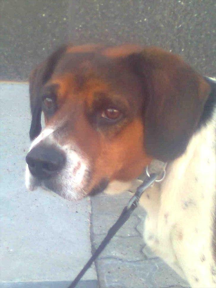 Blanding af racer Buller <3 <3 <3 :D billede 12