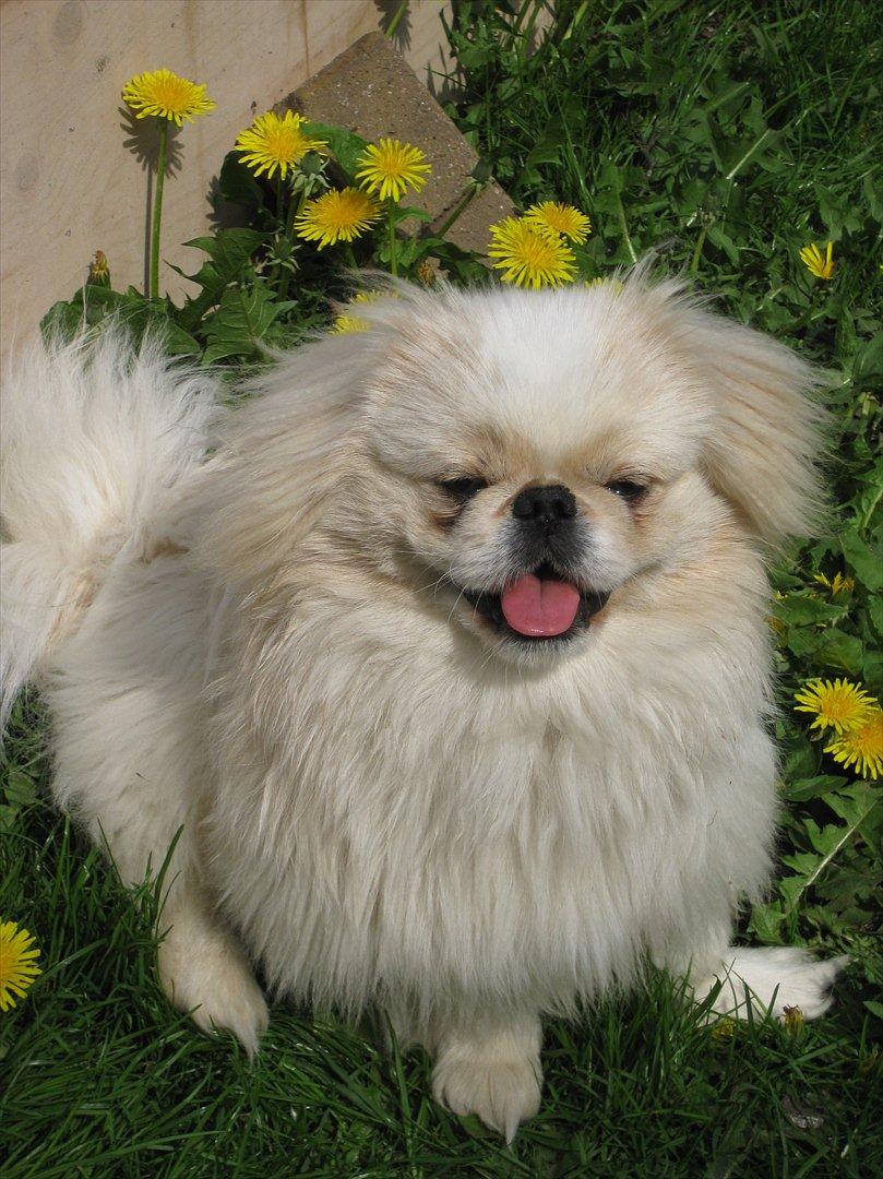 Pekingeser Charlie - Er jeg ikke lækker............. billede 11