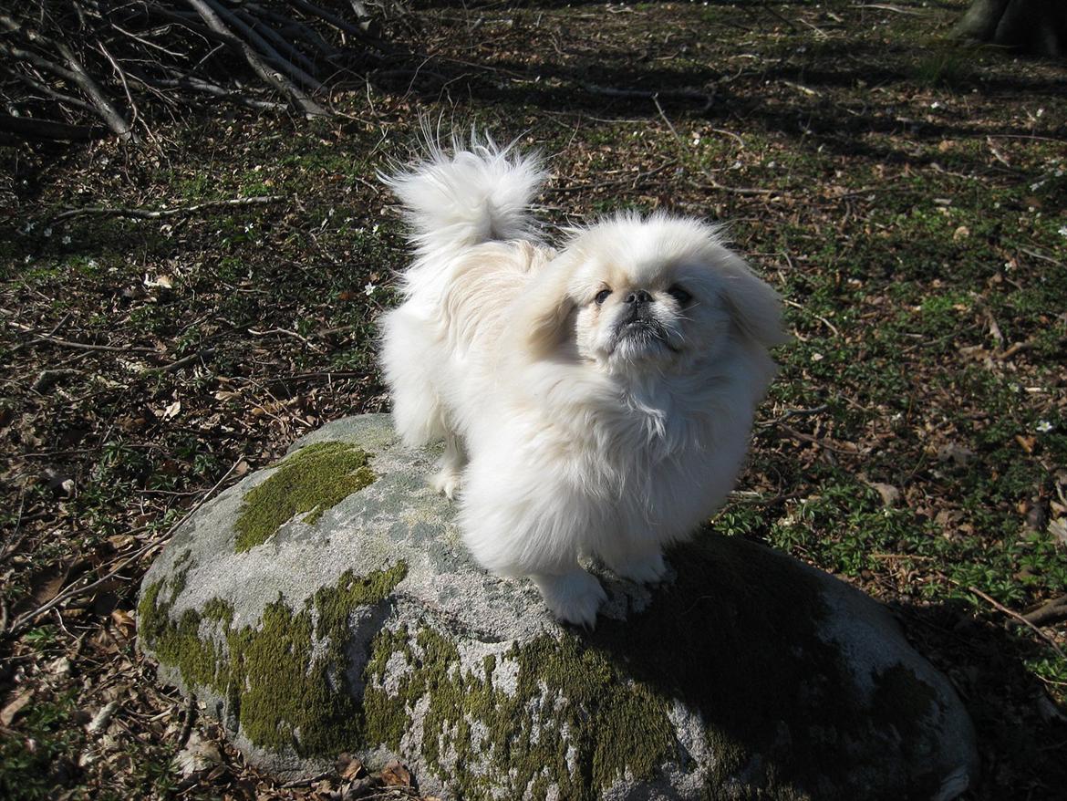 Pekingeser Charlie - April 2011. I skoven og se anemoner  billede 8