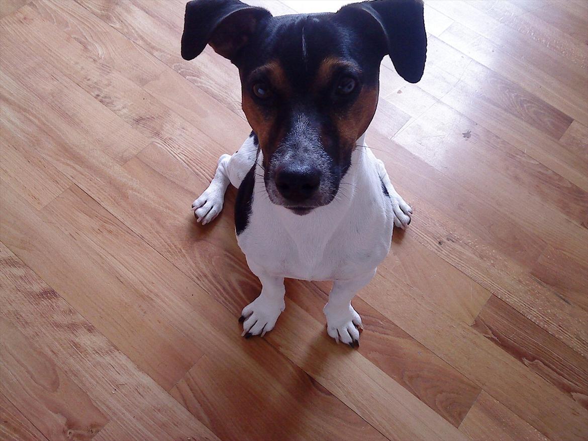 Jack russell terrier Charlie billede 19