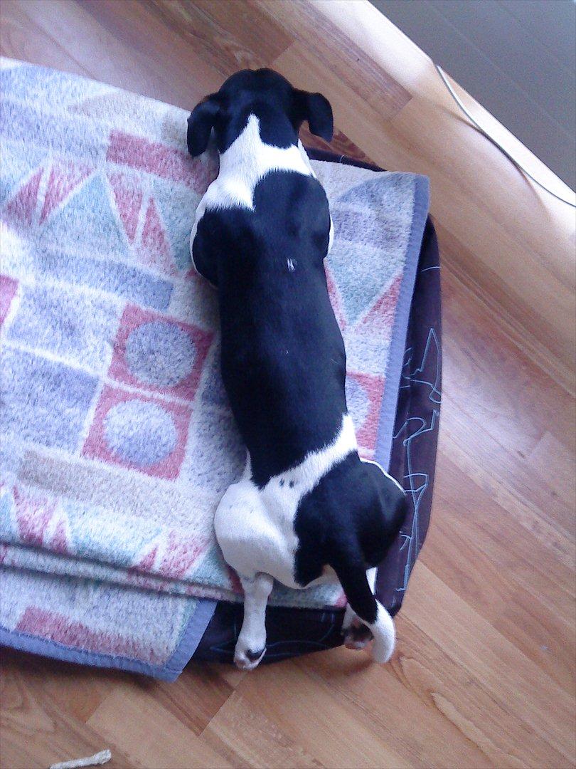 Jack russell terrier Charlie billede 20