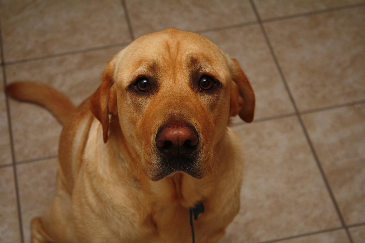 Blanding af racer Luckie - ÅRH!!! Hvor bedårende :') billede 14