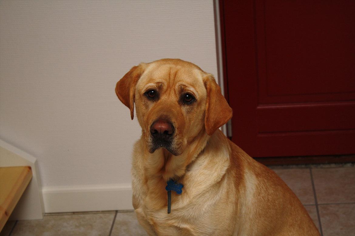 Blanding af racer Luckie - Se, hvor fin han er!<3 billede 4